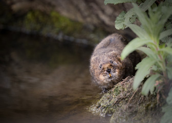 water vole walking along bank