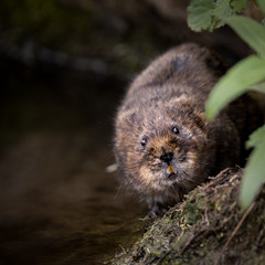 Close up of wild water vole walking along bank