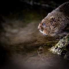 Close up of wild Water vole sitting on waters edge with reflection