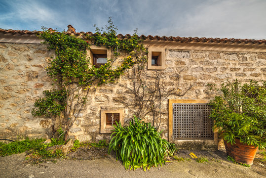 plants by a rustic wall in Sardinia