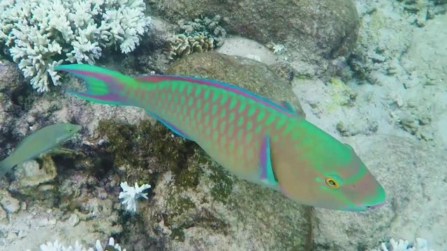 Parrot wish swimming underwater in Siam Gulf