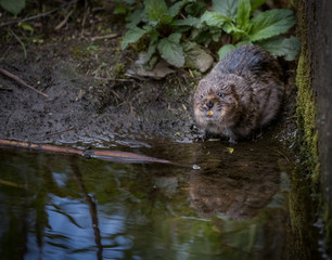 Wild water vole sat near wall showing teeth