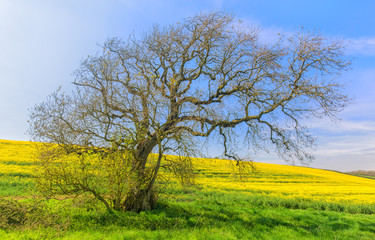 Fototapeta na wymiar Lone tree in a field of rapeseed beneath a blue summer sky.