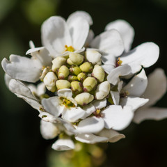 Iberis Blossom