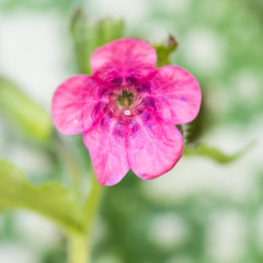 Fototapeta premium Little Lungwort