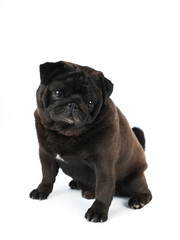 Black pug isolated on white