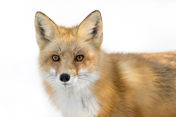 A Red Fox close portrait against a white snow background.