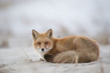 A Red Fox lays down on a sandy beach in the warm evening light.
