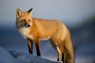 This handsome Red Fox stopped for just a moment and gazed in the direction of the setting sun.