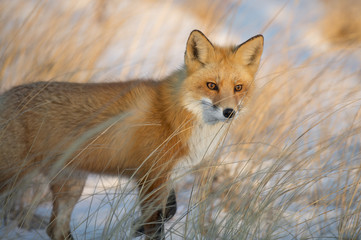 A Red Fox stands in a field of tall brown grass as the setting sun shines on its face.