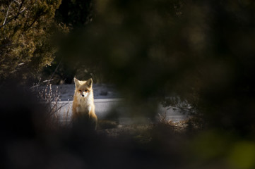Looking through the bushes a Red Fox sits near a road.