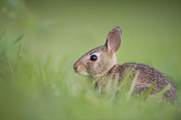 A small rabbit sits in a field of green grass.