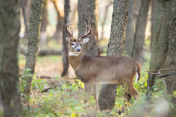A Whitetail Deer stands tall in the forest early in the morning.