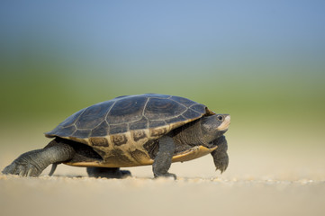 A Diamond Back Terrapin walks across a dirt road on a sunny afternoon.