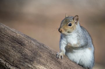 A Gray Squirrel poses for a moment on a large tree.