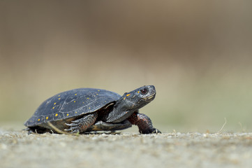 A Spotted Turtle walks across a sandy road on a bright sunny day.