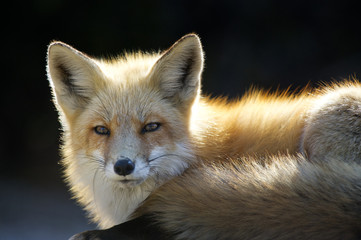 A dramatic portrait of a Red Fox laying down in the mid day sun with a dark black background.