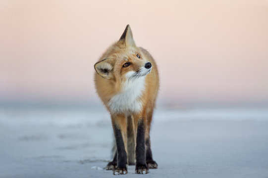 Fototapeta A Red Fox turns its head to the side as it stands on the beach in the soft dusk light with a pink sky background.