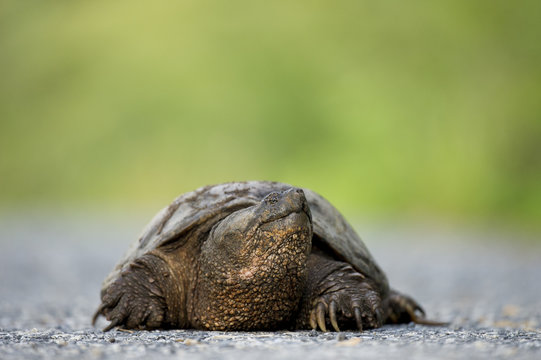 A Common Snapping Turtle walks along a paved road.