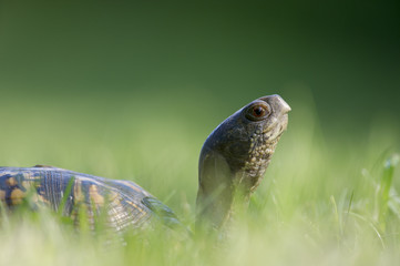 Fototapeta premium An Eastern Box Turtle walks through the tall green grass.