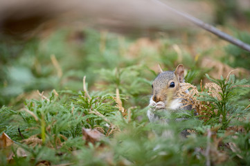 A Gray Squirrel eats food in a field of green ground pine.