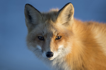 The late evening sun lights up one side of a Red Fox.