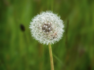 Dandelion seeds in the morning sunlight on fresh green background