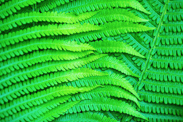 Bright green fern leaves as a background. Selective focus.