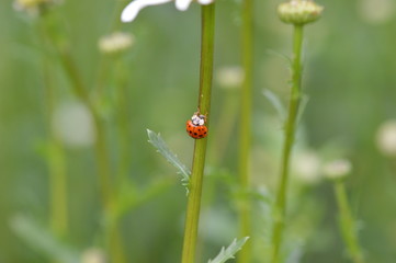 Obraz premium marguerite