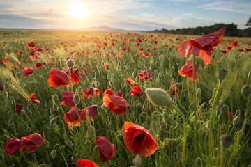 Obraz premium landscape with nice sunset over poppy field