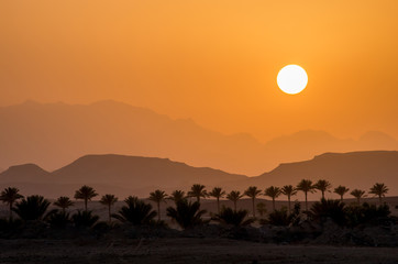 Sunset in the desert. Egypt.