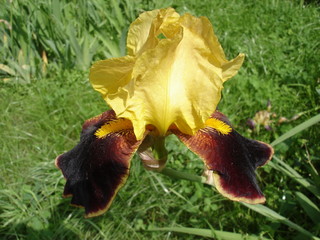Iris germanica 'Country Charm' wine yellow flower