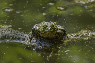 Teichfrosch auf See