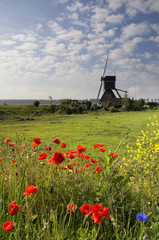 Fieldflowers in front of the Wingerdse mill near Oud-Alblas in the Dutch region Alblasserwaard
