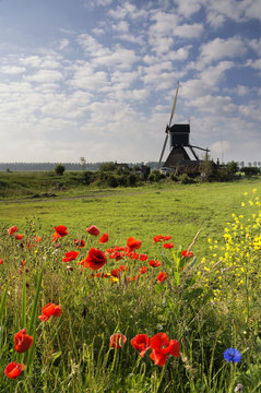 Fieldflowers in front of the Wingerdse mill near Oud-Alblas in the Dutch region Alblasserwaard

