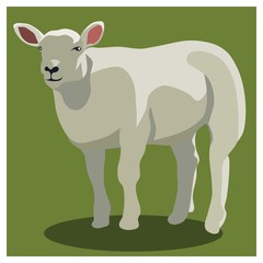 Animal sheep on green, vector