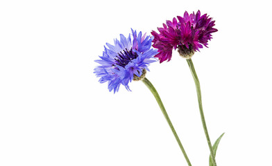 Flower of cornflower isolated