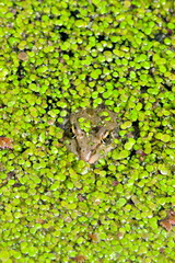 Grenouille dans les lentilles d'eau