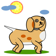 Cocker americano caminando en el parque en un día soleado