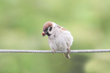  funny bird Sparrow sitting on the rope with his beak full of ladybugs