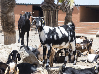 Black white spotted goat in a fold yard.