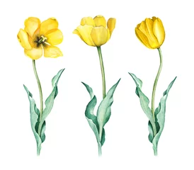 Aquarellillustration von Tulpen © Aleksandra Smirnova