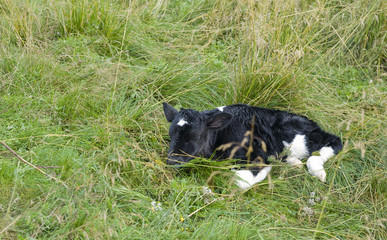 Newly born calf in the Italian Alps (Lessinia).