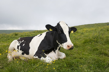 Fototapeta na wymiar Portrait of a seated Friesian cow in the Alps.