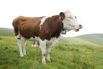 Fototapeta na wymiar Portrait of a Friesian cow in the Alps.