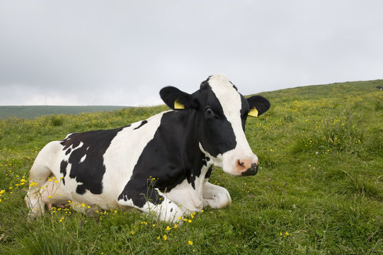 Portrait of a seated Friesian cow in the Alps.