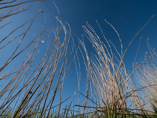 looking up on dry reed grass and deep blue sky