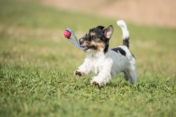 Hund spielt mit Ball - Jack Russell Terrier