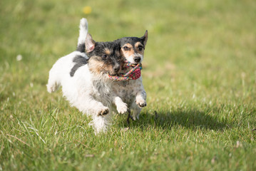 Hunde spielen mit Ball - Jack Russell Terrier