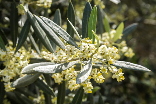 Olive tree in bloom during spring, Andalusia, Spain